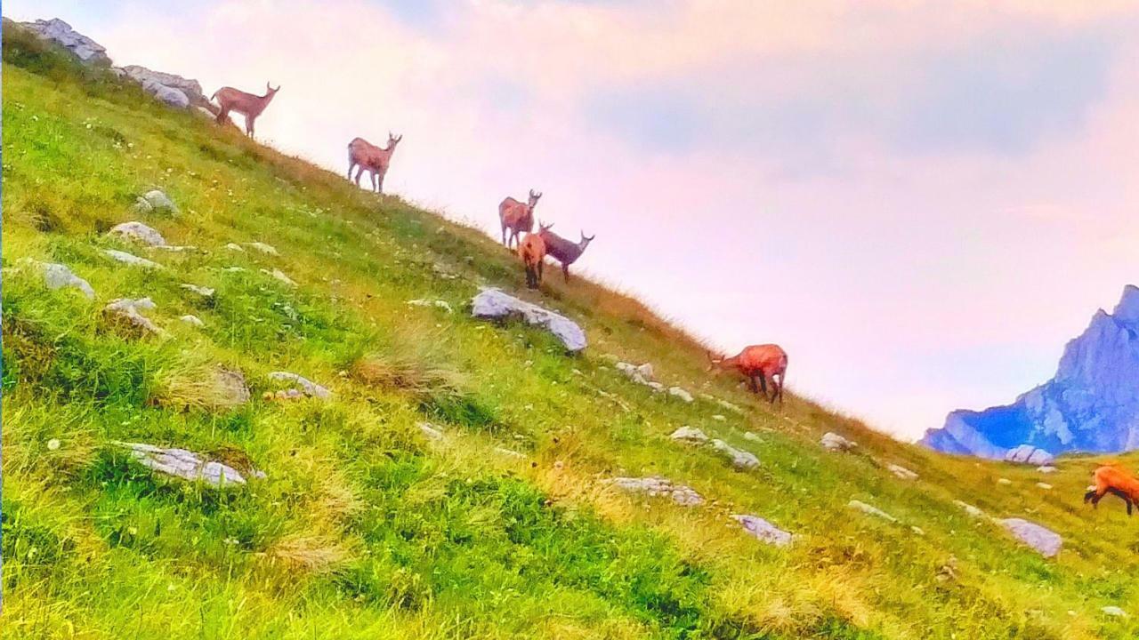 Apartments Durmitor Žabljak Εξωτερικό φωτογραφία